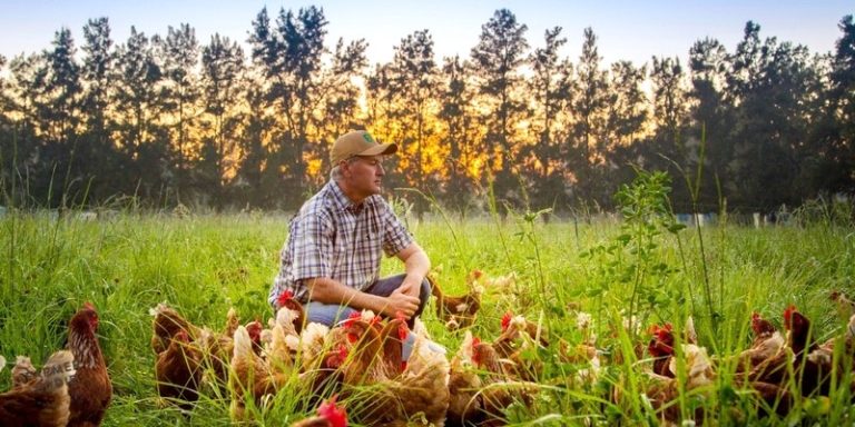 Challenges Impacting SA’s Poultry Industry: Insights for All Stakeholders