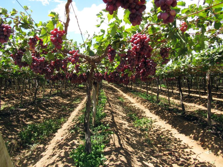 South African Grape Exports Set for a Record-Breaking 2023/2024 Season