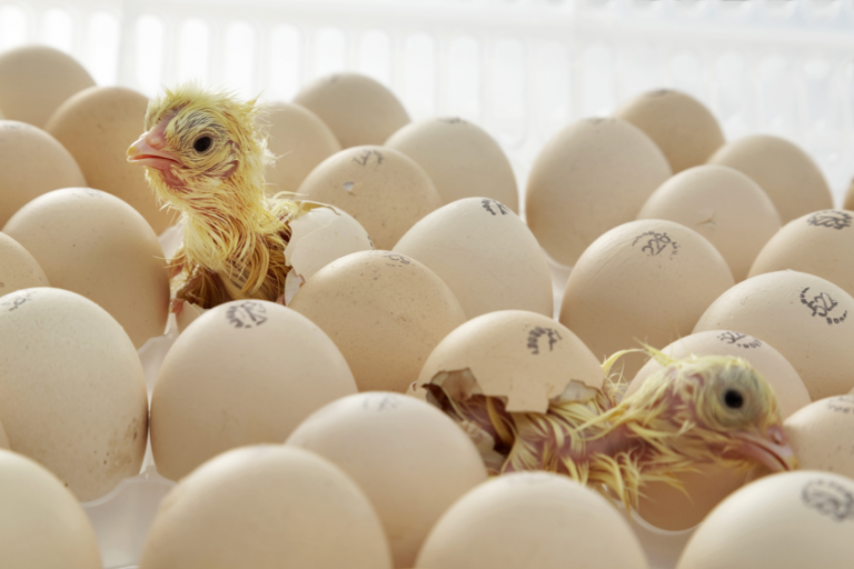 South Africa Opens Its Doors to Fertile Eggs Imports