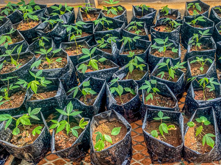 AVCO Foods launches Project White Gold – The first cassava value chain in SA