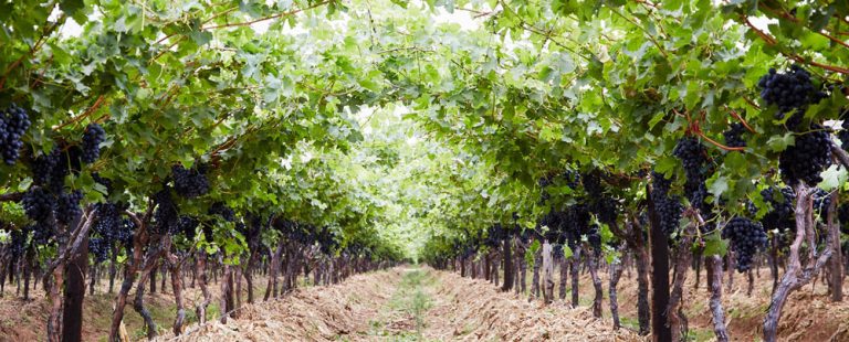 Table Grape Symposium to Unite Leaders and Innovators in Somerset West