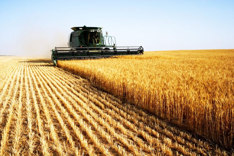 Latest Wheat Crop Estimates Reveal Significant Growth