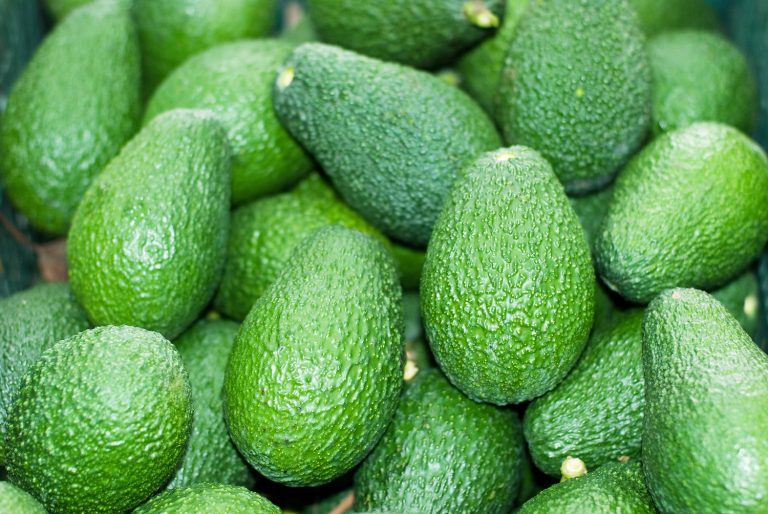 Unlocking South Africa’s Avocado Export Potential