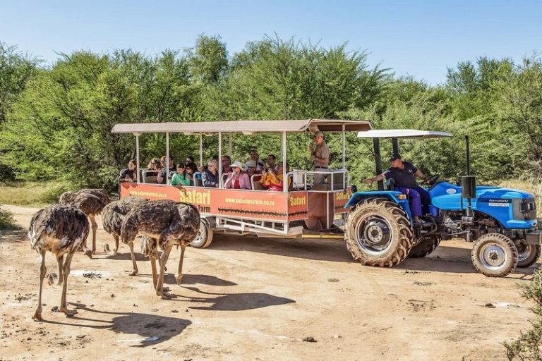 Discover the Charm of Agritourism in the Western Cape