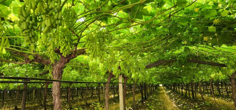 In2fruit’s Lac du Soleil Leads with Innovative Practices