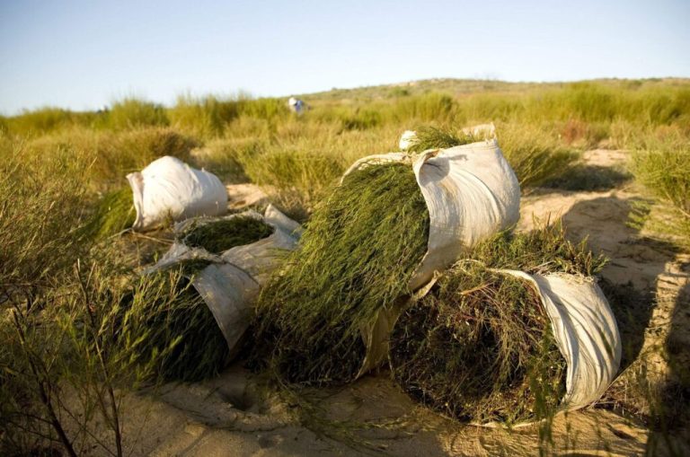 Boost for South African Rooibos Tea Export