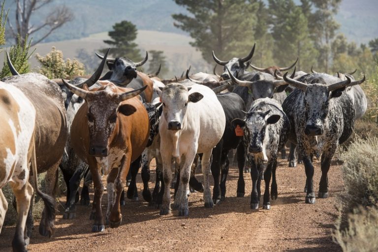 Vergelegen Wine Estate Expands Heritage Herd with Striking New Stud Bull, Bullet