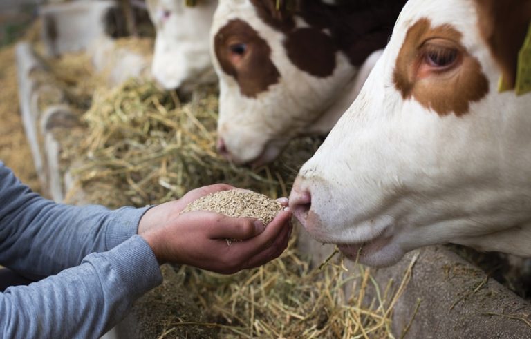 Sappi Achieves Feed Safety Milestone for Lignin-Based Animal Feed Additive