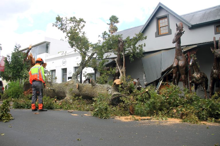 Stellenbosch  Wineries Lead Restoration of Iconic Oak Trees After Devastating Storm
