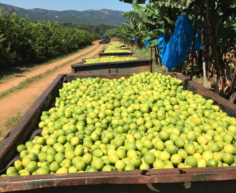 Challenging Landscape for SA Fruit Exporters