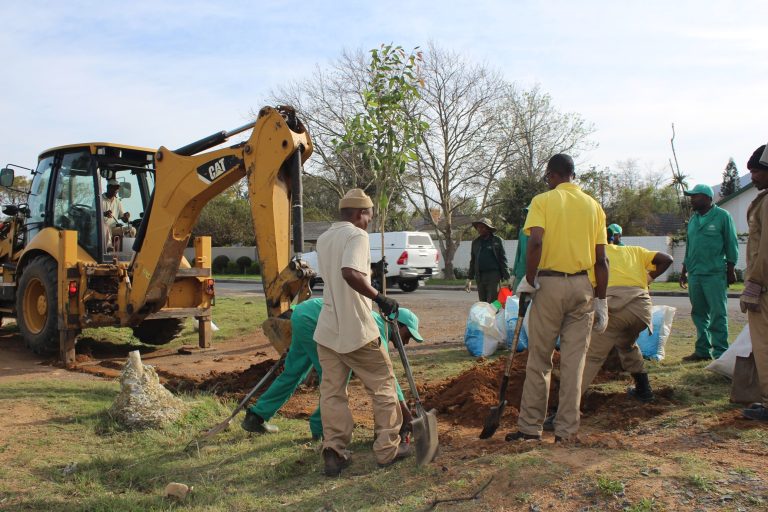 Reviving Lourensford Road: Major Tree-Planting Effort Underway