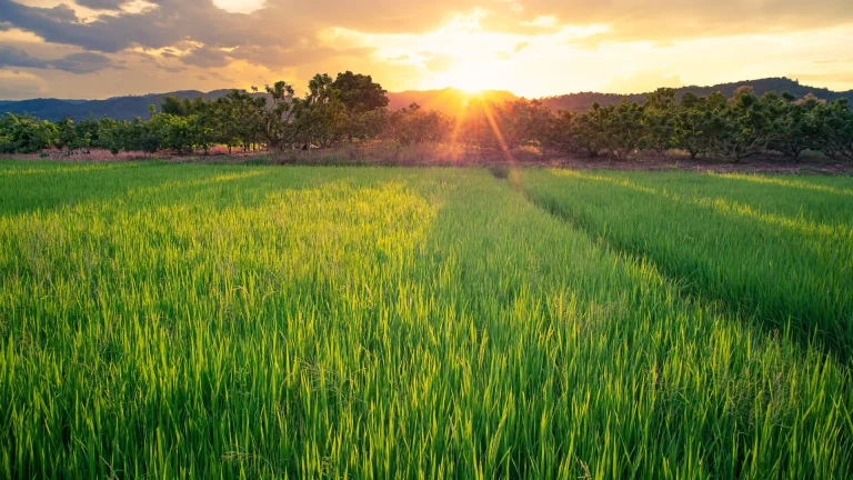 World Congress on Conservation Agriculture Set for Cape Town 2024