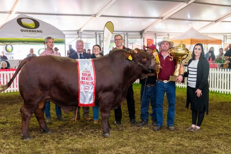 Swartlandskou Vier 90 Jaar van Landbou en Gemeenskapstrots in Moorreesburg