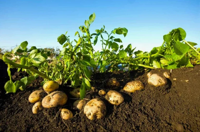 Shaping the Future at Potatoes SA Congress 2024: “2050 is Now”