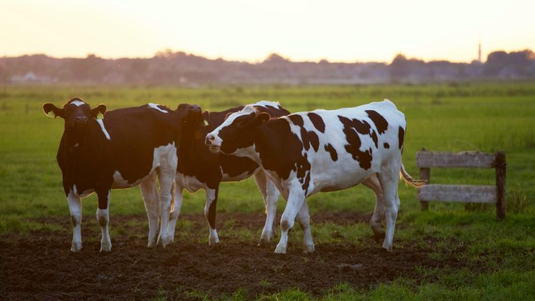 Western Cape Applauds New DMA Measures to Prevent FMD Spread