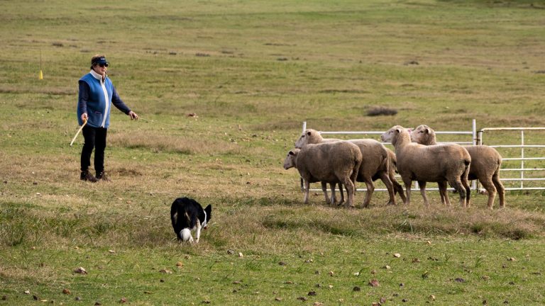 Skaaphonde Maak Hul Debuut by Bredasdorp Park vir Nampo Kaap 2024