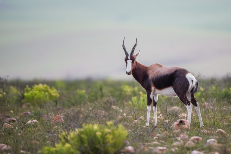 Discover Western Cape’s Natural Wonders with Free Access During National Parks Week 2024