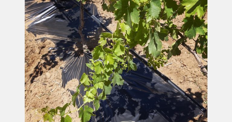 South African Bioplastics Gain Competitive Edge in Global Agriculture Market through AGOA