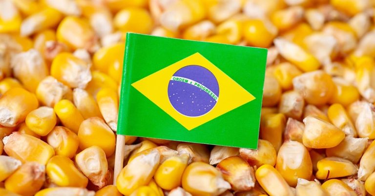 South Africa Turns to Brazil for Maize Imports Amid Local Shortage