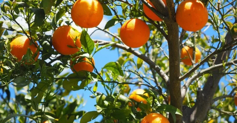 Lemon and Orange Exports Face Declines Amidst Severe Weather Challenges