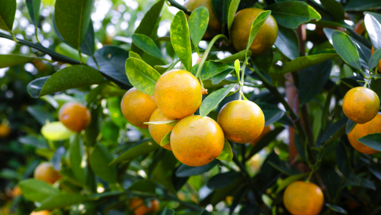 SA Citrus Growers Navigate Tough Season with Optimism for Future Expansion