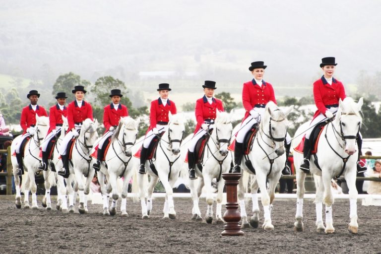 Gallop into the magic of the South African Lipizzaners
