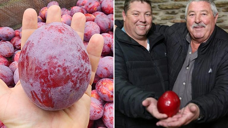 South African Farmers Set World Record with Heaviest Plum