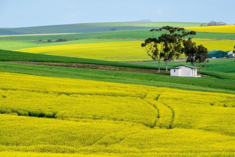 Record Canola Harvest: South Africa’s Production Soars in 2024-25 Season