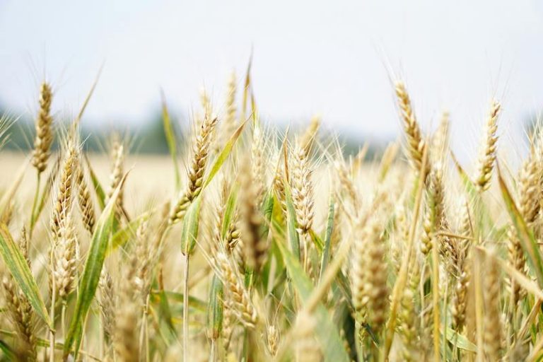 Key Reports Highlight Recovery, Risks, and Growth in SA’s Farming Sector