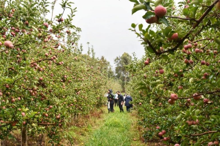Hortgro Launches Centre to Tackle Invasive Pests in Deciduous Fruit Industry