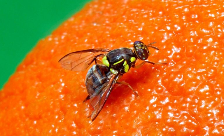 Groundbreaking research transforms fruit fly management for a sustainable future