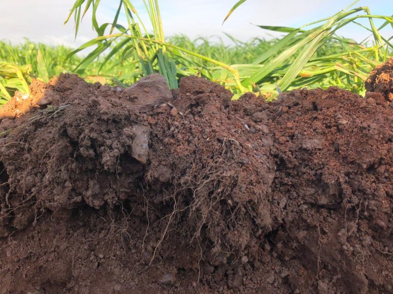 Harnessing Tiny Microbes for Agricultural Solutions to Climate Change