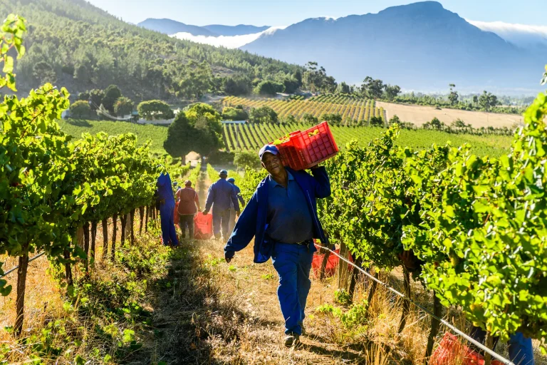 Producers Hopeful of a Good-Quality 2025 Harvest