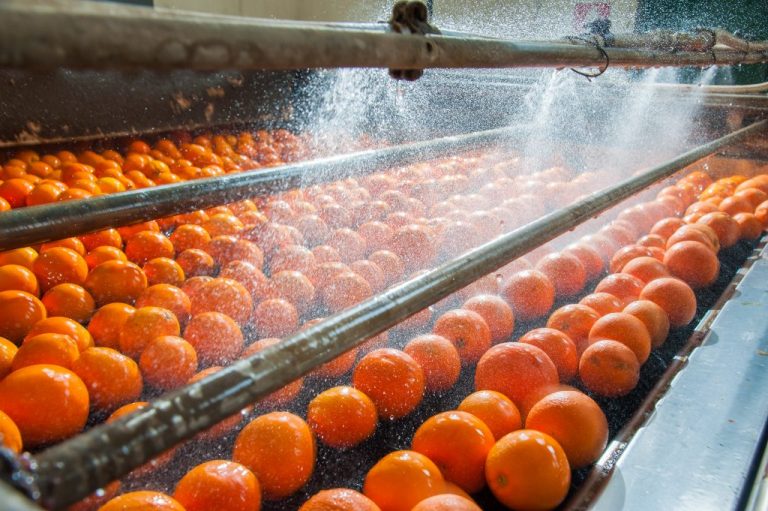 Optimism Grows in South Africa’s Agribusiness Sector: Q4 Report Analysis
