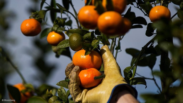 Why Stricter EU Requirements Are Challenging South African Agricultural Exports