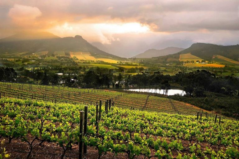 Revolutionizing Logistics in South Africa’s Table Grape Industry