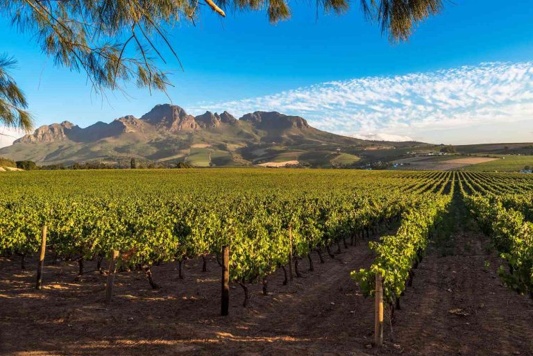 How South Africa’s Wine Industry is Redefining Global Excellence!