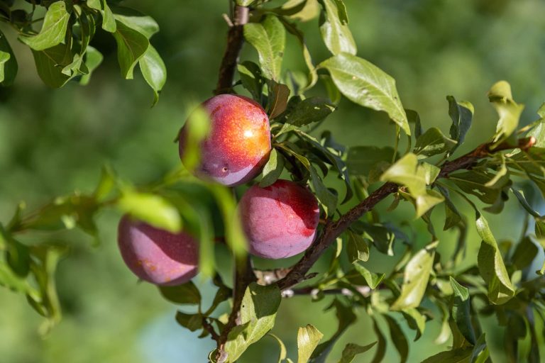 South Africa’s Fruit Sector Expands with Innovative Cultivars