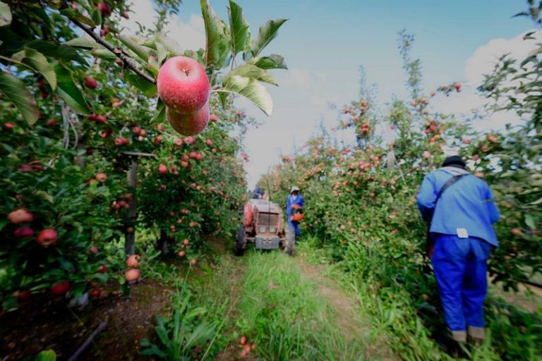 South Africa Regains Access to Thai Market for Apple Exports After 16-Year Ban