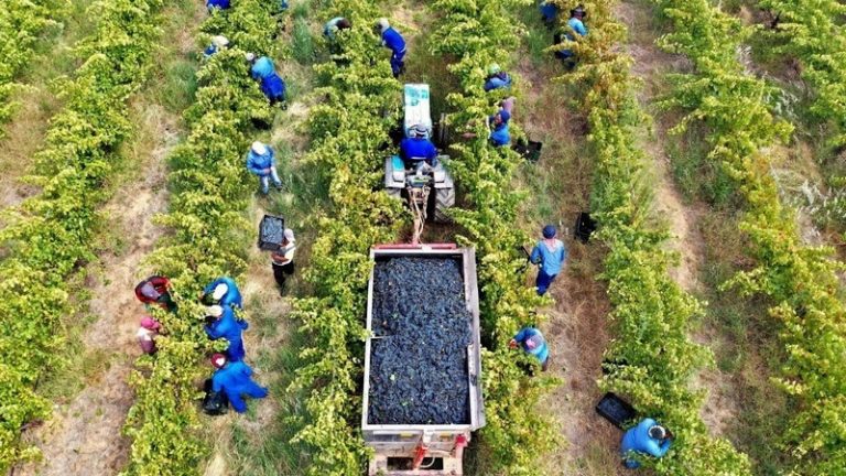 Unexpected Load-Shedding Chaos Disrupts South African Agriculture