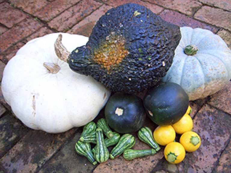 Western Cape Welcomes Botswana’s Lift on Vegetable Import Ban