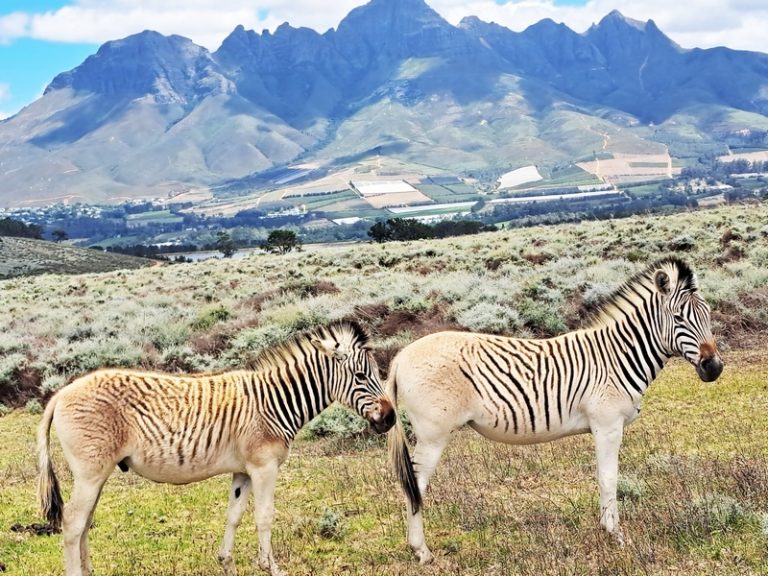 Vergelegen: A Conservation Triumph for Wildlife