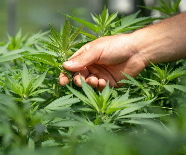 Western Cape Minister Slams Cannabis Ban: A Threat to Jobs, Economy, and Growth