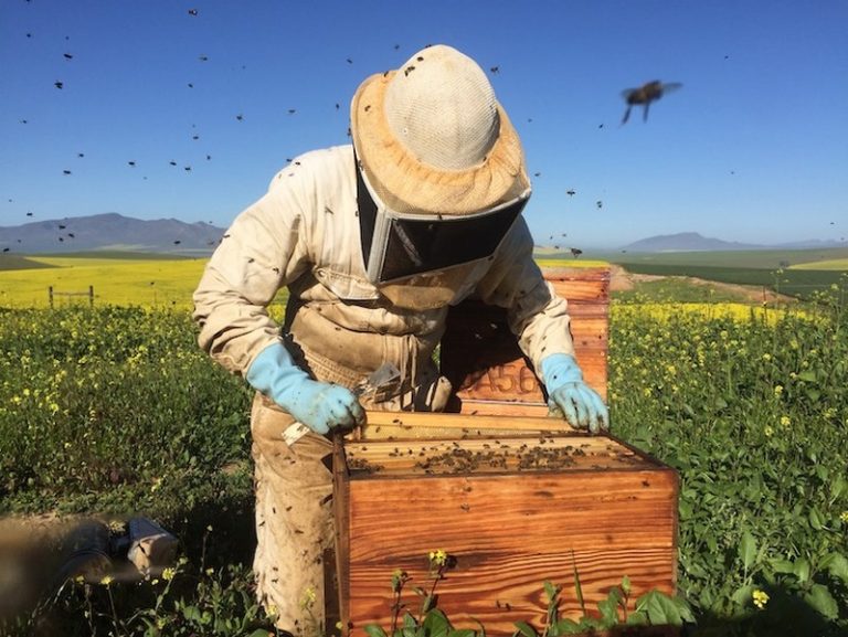 Saving South Africa’s Bees: Why Collaborative Action Is Urgently Needed