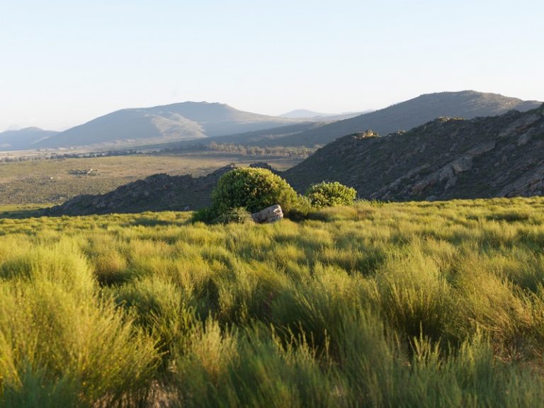 How Rooibos Farmers Are Leading South Africa’s Biodiversity Comeback