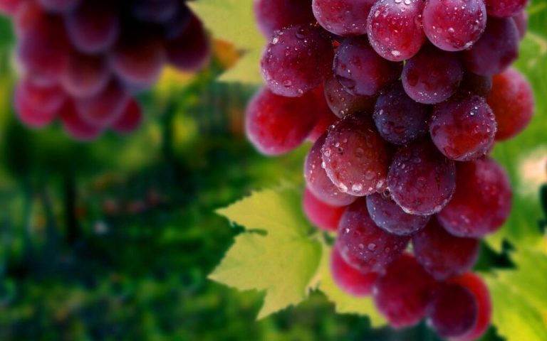 South African Table Grapes Get Green Light for Philippines