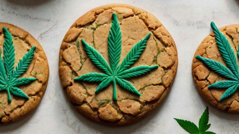 Western Cape Welcomes Hemp and Cannabis Policy Review for Economic Growth and Job Creation