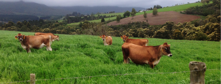 TMR Conference 2025 to Unite South Africa’s Livestock Leaders for Innovation and Growth