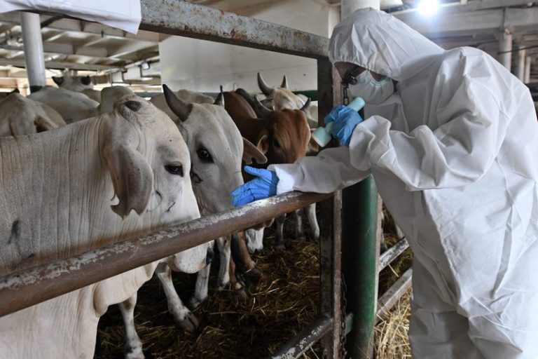 South Africa Lifts FMD Restrictions in Key Provinces as Vaccination Drive Expands