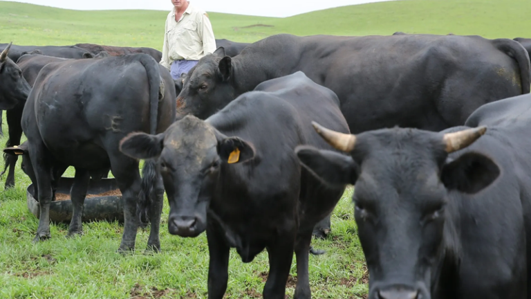 Agri Leaders Call for Urgent Relief Amid FMD Crisis